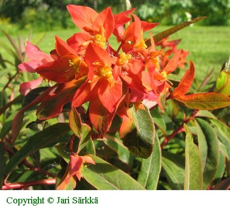 Euphorbia griffithii 'Fire Glow'